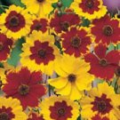 Calliopsis Finest Mix 1,000 seeds