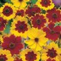 Calliopsis Finest Mix 1,000 seeds