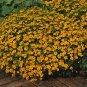 Marigold Signet Tangerine Gem 2,000 seeds