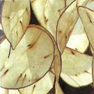 Lunaria annua mix 1,000 seeds