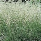 Deschampsia cespitosa Pixie Fountain 1,000 seeds