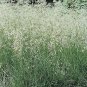 Deschampsia cespitosa Pixie Fountain 1,000 seeds