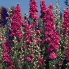 Delphinium QIS Carmine 2,000 seeds