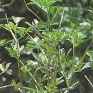 Fenugreek Trigonella 1,000 seeds