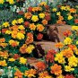 Marigold Safari Mix 2,000 seeds