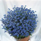 Myosotis sylvatica Miro 1,000 seeds