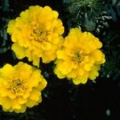 Marigold Hero Super Yellow Super 1,000 seeds