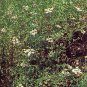 Cumin cyminum 2,000 seeds
