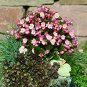 Begonia Super Olympia Bicolor 2,000 seeds