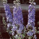 Delphinium Pacific Giant Guinevere 1,000 seeds
