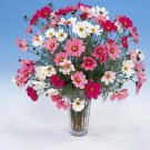 Cosmos Versailles Mix 1,000 seeds