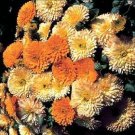 Calendula Pot Marigold officinalis 2,000 seeds