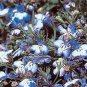 Lobelia Regatta Blue Splash 5,000 seeds