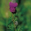 Petalostemum purpureum Prairie Purple 1,000 seeds