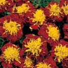 Marigold Little Hero Spry 2,000 seeds
