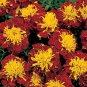 Marigold Little Hero Spry 2,000 seeds
