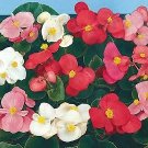 Begonia Super Olympia White 2,000 seeds