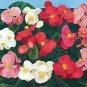 Begonia Super Olympia White 2,000 seeds