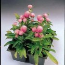Gomphrena Gnome Pink 1,000 seeds