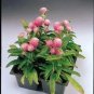 Gomphrena Gnome Pink 1,000 seeds