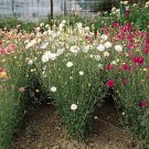 Xeranthemum (Everlasting Flower) Immortelle Mix 2,000 seeds