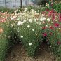 Xeranthemum (Everlasting Flower) Immortelle Mix 2,000 seeds