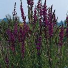Lythrum salicaria Rosy Gem 5,000 seeds