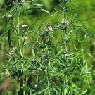 Cress Curled Lepidium sativum 2,000 seeds