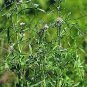 Cress Curled Lepidium sativum 2,000 seeds