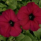 Petunia Carpet Velvet 2,000 seeds