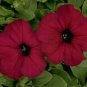Petunia Carpet Velvet 2,000 seeds