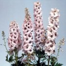 Delphinium Magic Fountain White-Dark Bee 1,000 seeds