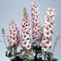 Delphinium Magic Fountain White-Dark Bee 1,000 seeds