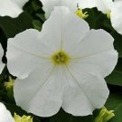 Petunia EZ Rider White 1,000 seeds