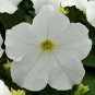 Petunia EZ Rider White 1,000 seeds