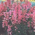 Digitalis purpurea Dwarf Red 2,000 seeds