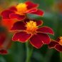 Marigold Guardian Red 1,000 seeds