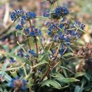 Gentiana dahurica Nikita 2,000 seeds