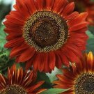 Helianthus Evening Sun 1,000 seeds