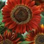 Helianthus Evening Sun 1,000 seeds