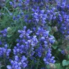 Dracocephalum Blue Dragon 2,000 seeds
