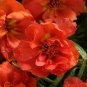 Portulaca Happy Hour Orange 2,000 seeds