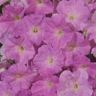 Petunia Celebrity Sky Blue 2,000 seeds