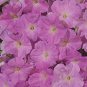 Petunia Celebrity Sky Blue 2,000 seeds