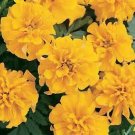 Marigold Bonanza Gold 2,000 seeds
