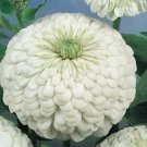 Zinnia Gigantica White 2,000 seeds