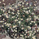Erigeron compositus Rocky 1,000 seeds
