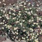 Erigeron compositus Rocky 1,000 seeds