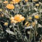 Gaillardia aristata Golden Goblin 1,000 seeds