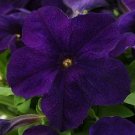 Petunia EZ Rider Blue 1,000 seeds